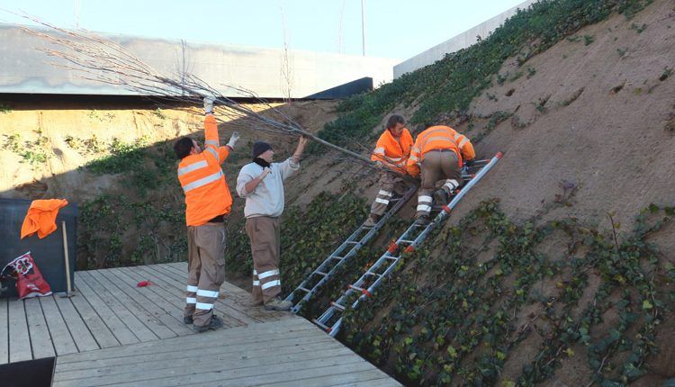 La plantació de l’arbrat completa l’obra de recuperació de l’antic barri de la Cuirassa