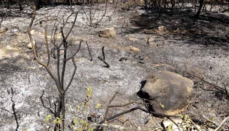 Alcaldes i afectats pel foc alerten de les pèrdues i fan una crida als governs per aconseguir ajuts al Segrià i les Garrigues