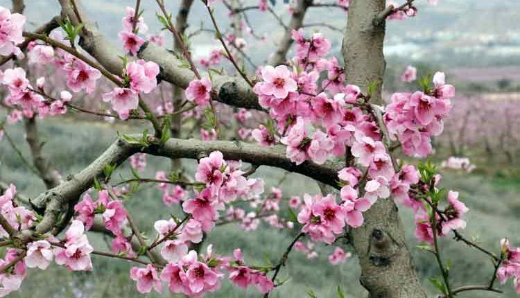 La Generalitat atorga el premi a la millor experiència turística a la ruta de la flor del presseguer d'Aitona