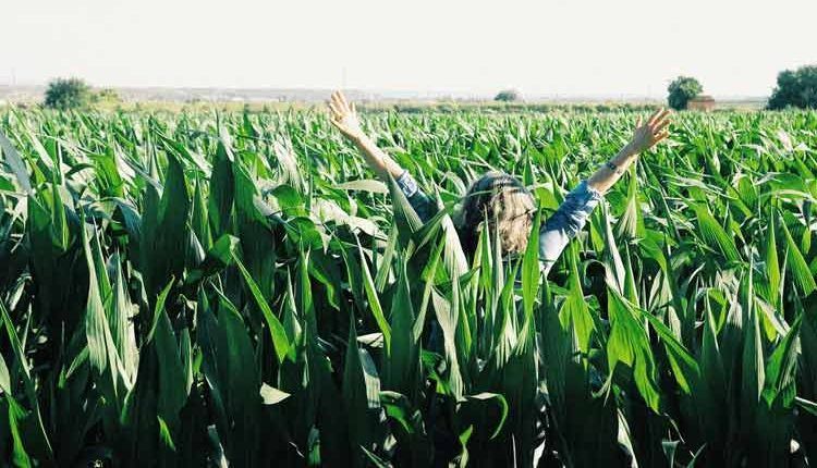 El Laberint de Blat de Moro de Castellserà obre portes de nou aquest divendres 12 de juliol per iniciar la seva 13a temporada.