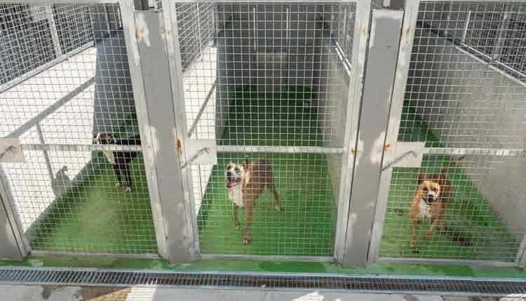 La Paeria signa convenis amb tres entitats animalistes per fomentar les adopcions del CAAC