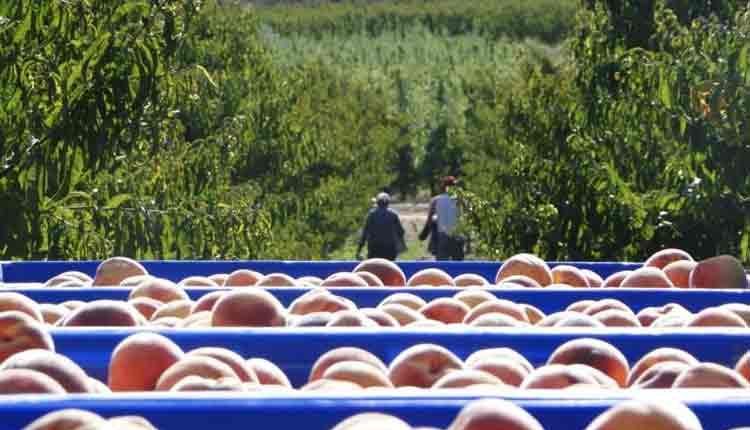 TORRES DE SEGRE. Iniciativa solidària per ajudar els pagesos que puguin contagiar-se de COVID-19