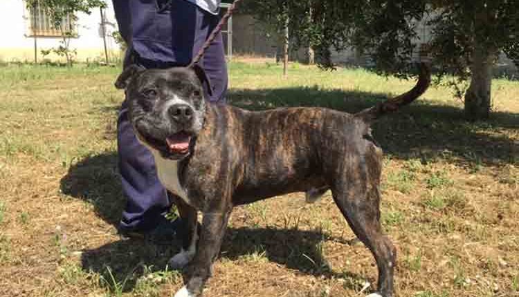 El Centre d’Acollida d’Animals de Companyia reprèn les adopcions després de l’aturada per la Covid19