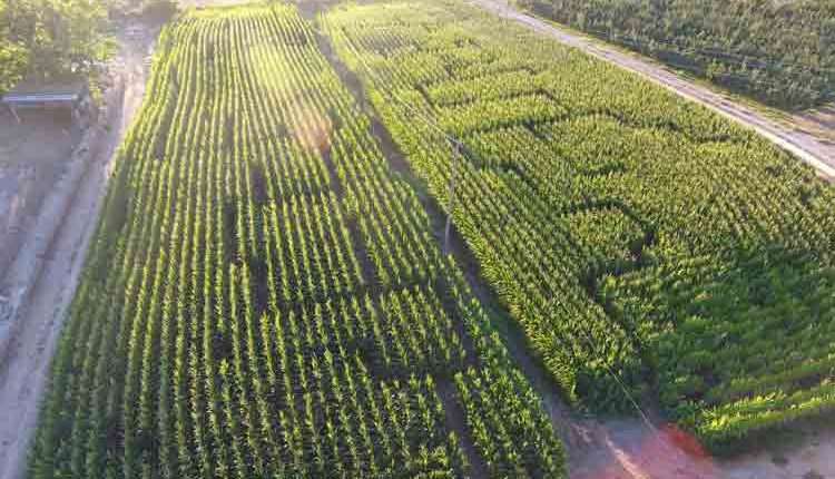 LABERINT DE PANÍS A L'HORTA DE LLEIDA