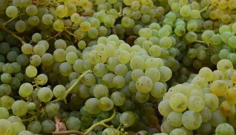 ARRENCA LA VEREMA A LES DO CATALANES