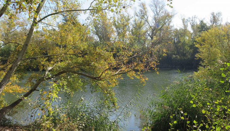 La Paeria reprèn les Ecoactivitats d’estiu amb una Ecodescoberta a la Mitjana de nit