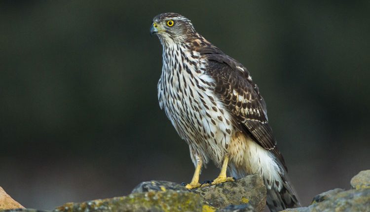 Confirmat un cas de virus del Nil Occidental a Catalunya en un ocell rapinyaire al Segrià