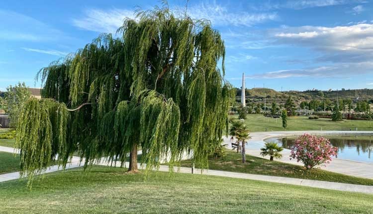 Almacelles es designada novament Vila Florida de Catalunya amb 4 Flors d’Honor