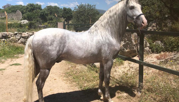 El valor de un caballo también está en su ADN: convenio entre Genyca y la UCM para lanzar una nueva línea genética veterinaria