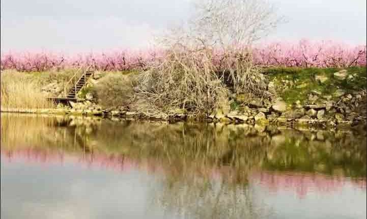 Massalcoreig busca les imatges de la floració més representatives del municipi