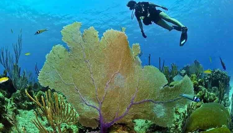 Buceo, una actividad única que gana adeptos en tiempos de pandemia