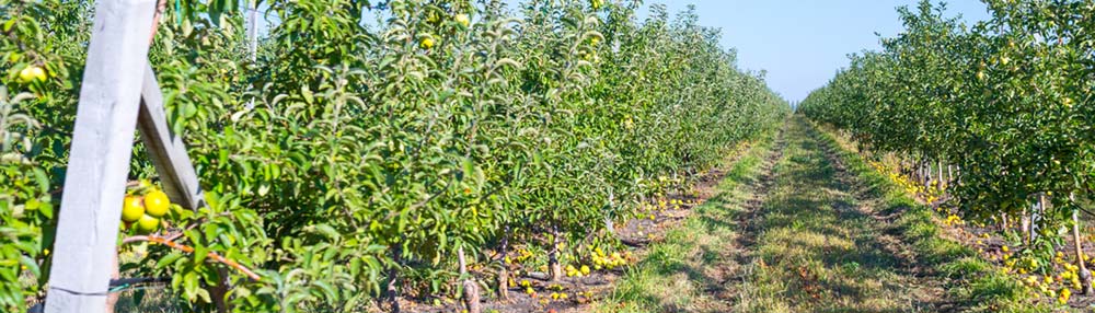 campo de frutales