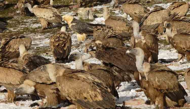 Les aus carronyaires generen un impacte econòmic de 4,2 milions d'euros anuals al Pirineu