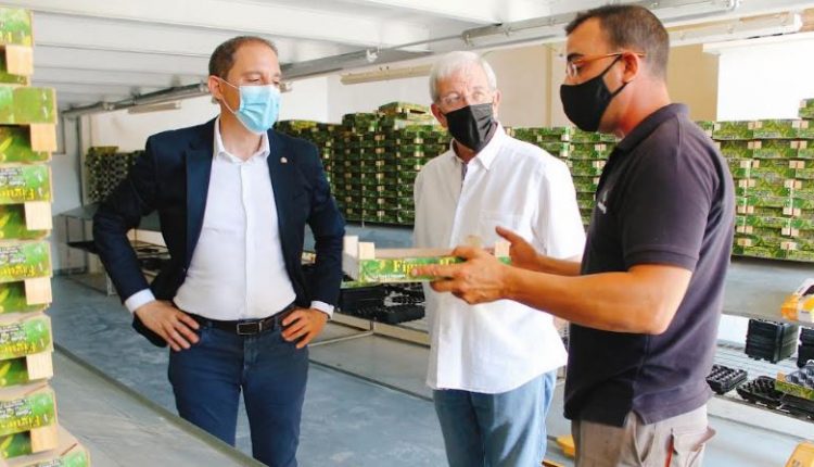 ALGUAIRE.Visita del subdelegat del Govern a Lleida, José Crespín, a una finca productora de figues per conèixer de prop les característiques del cultiu d’aquest fruit.
