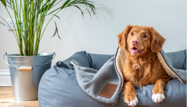 Todo lo que tu perro necesita se encuentra aquí