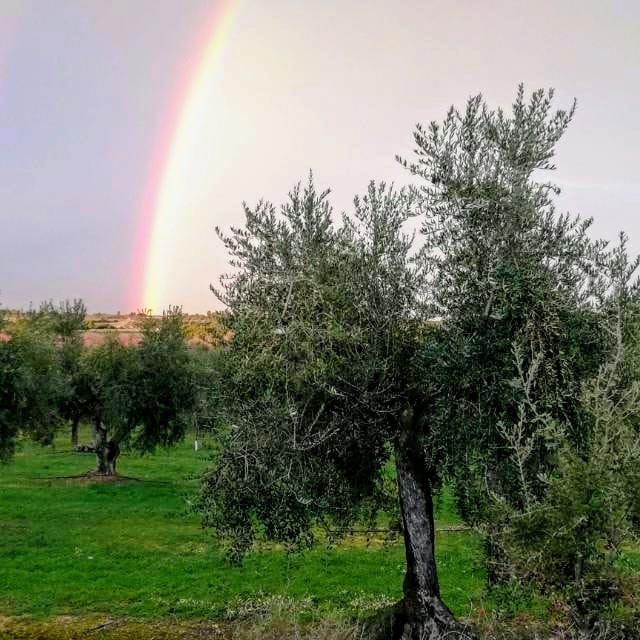 Oliveres arbequines de l'Espluga Calba. Les Garrigues