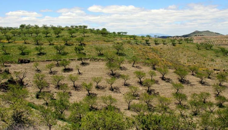 Olivars de les muntanyes de l'Espluga Calba