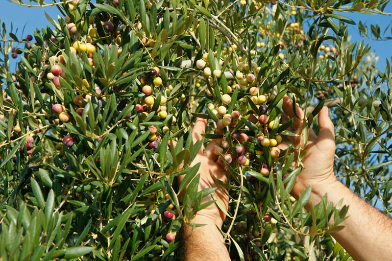 Olives arbequines de les Garrigues. L'Espluga Calba