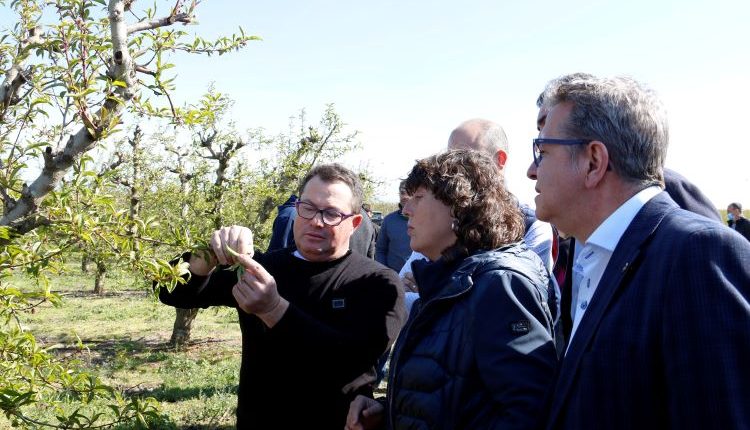 UP quantifica les pèrdues en més de 450 milions en fruita dolça i més de 28 milions en fruita seca
