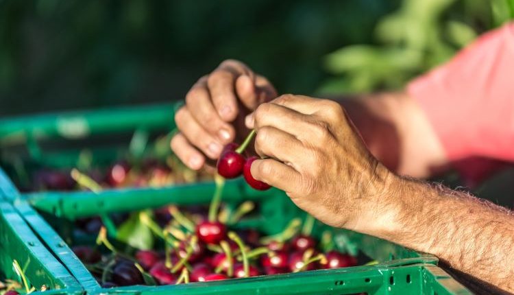 MITTARIA FINCA SAN MIGUEL, UN NOU PROJECTE TURÍSTIC QUE UNEIX AGRICULTURA I BIODIVERSITAT