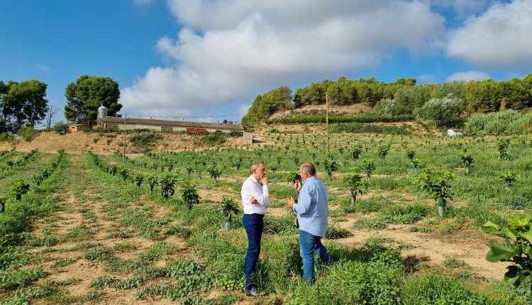 ALPICAT. Visita del subdelegat del Govern a Lleida, a l’empresa familiar SAT Ort Bell d’Alpicat dedicada a la producció, comercialització i exportació de fruita.