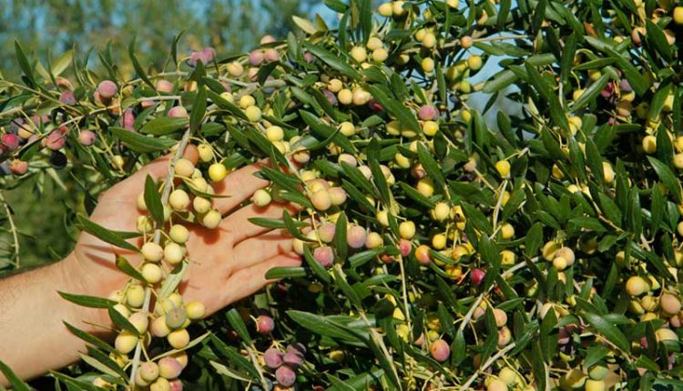 Oli verd. Olives arbequines de L'Espluga Calba