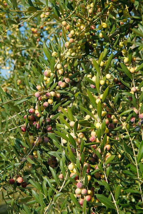 Oli verd. Olives arbequines de L'Espluga Calba