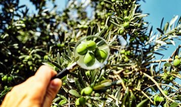 Les olives i la salut