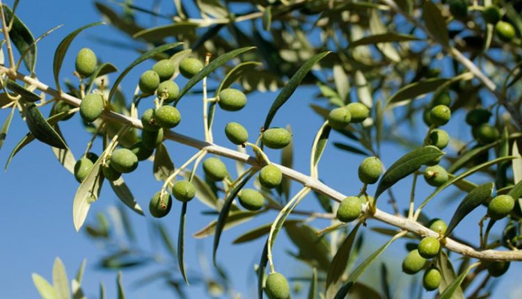 Les olives i la salut