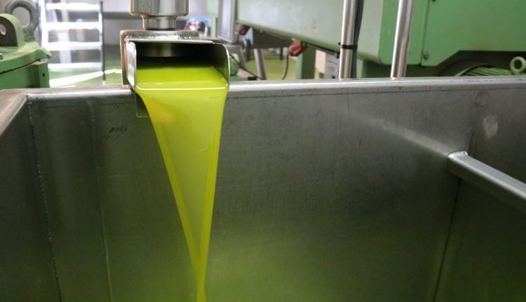 Cooperatives lleidatanes enceten una campanya de l'oliva marcada per la caiguda de producció i l'encariment de costos