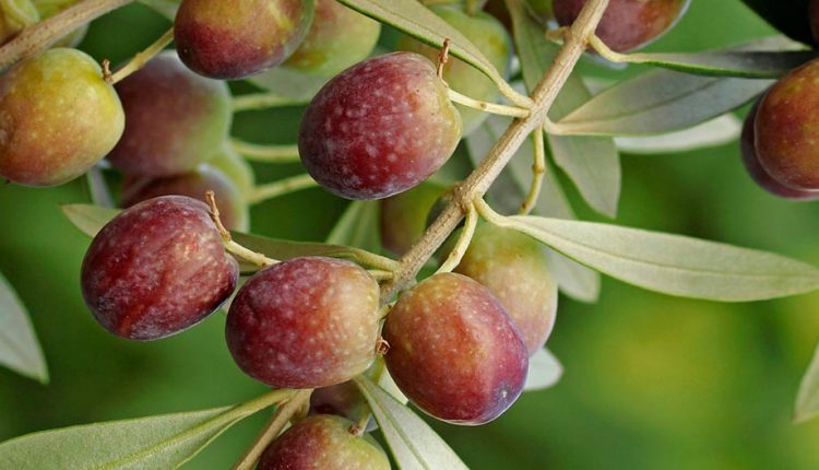 oli d'oliva virgen extra de la Cooperativa de l'Espluga Calba