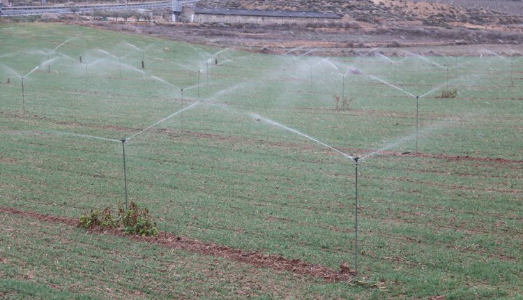 Per ara no hi ha restriccions en el reg, però es necessiten de noves pluges per evitar dificultats a partir del maig