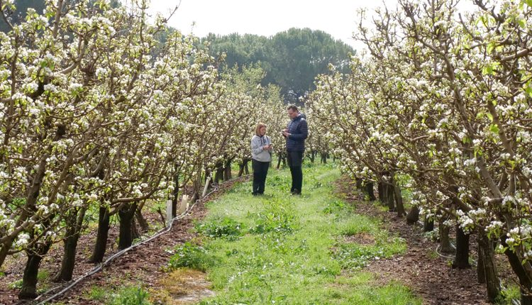 HANAMI HORTA A GRANJA PIFARRÉ