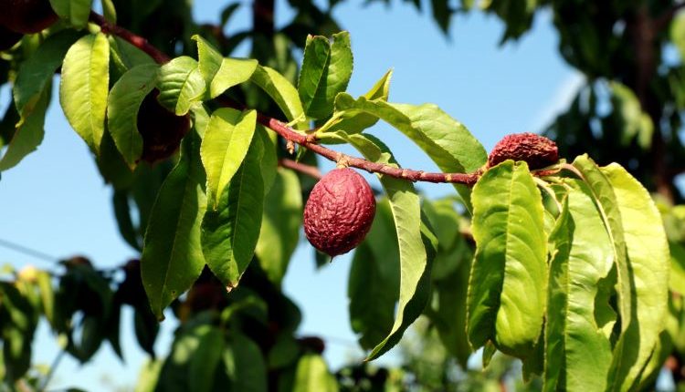 Afrucat alerta que ja hi ha fruiters regats pel canal d'Urgell que han perdut tota la collita: "És la mort anunciada"