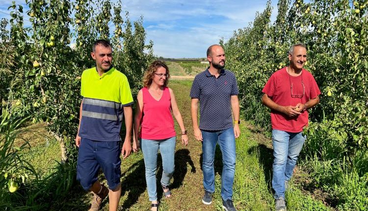 CORBINS. El sector agrícola confia tenir una bona collita amb uns 20 milions de kg