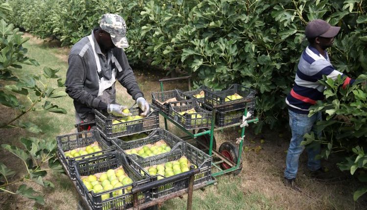 Alguaire comença la campanya de la figa amb més producció i bona qualitat dels fruits, que són més grossos i dolços
