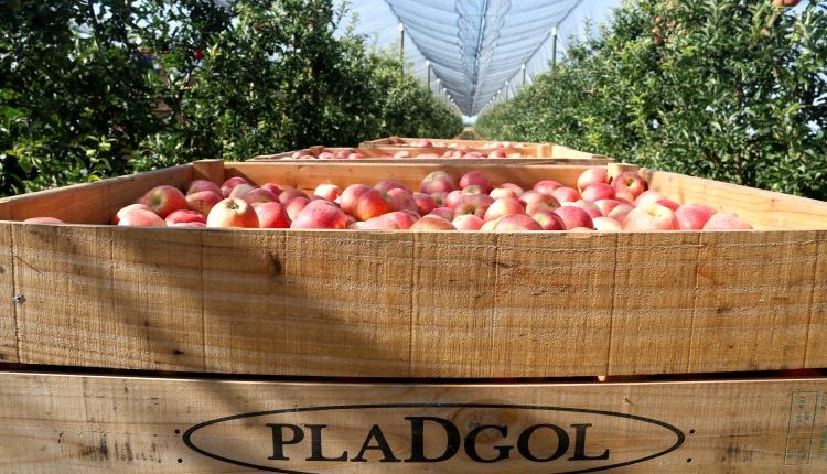 Les exportacions pugen un 2,4% a Ponent i l'Alt Pirineu i Aran durant el primer semestre fins als 1.345 MEUR
