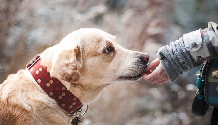 La ley de protección animal también exige un buen adiestramiento